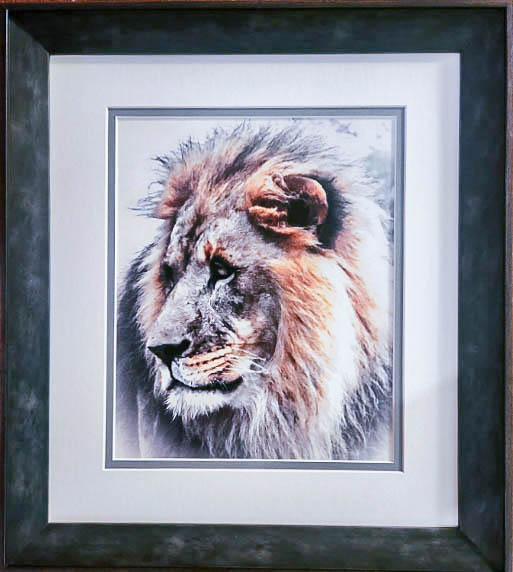 Lion Portrait looking sideways