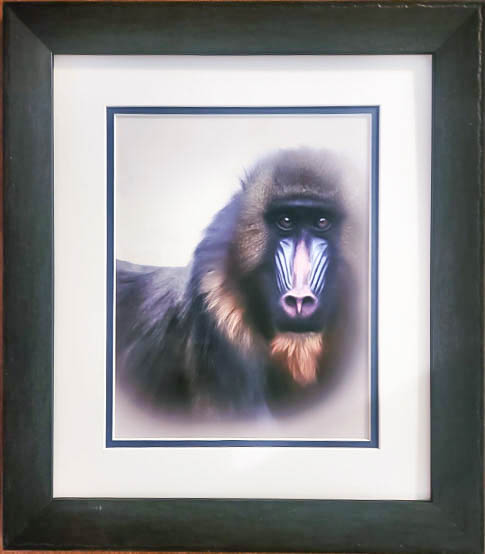 Mandrill facing you