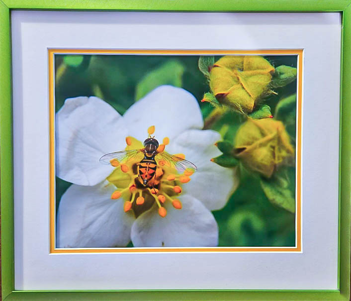 Orange insect on flower